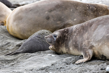 Female Southern Elephant seal in her colony on Fortuna Bay, South Georgia, Antarctica