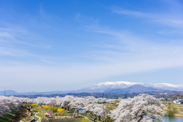 Fototapeta na wymiar 桜と蔵王