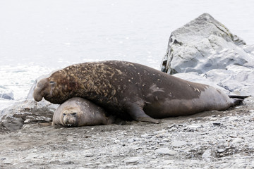 Male Southern Elephant seal mates with the female on Fortuna Bay, South Georgia, Antarctica