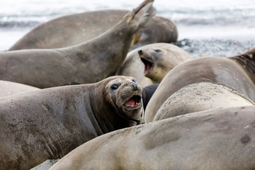 Female Southern Elephant seal in her colony on Fortuna Bay, South Georgia, Antarctica