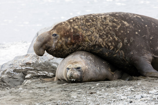 Male Southern Elephant seal mates with the female on Fortuna Bay, South Georgia, Antarctica