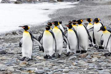Obraz premium A group of king penguins runs over the pebble beach on Fortuna Bay, South Georgia, Antarctica