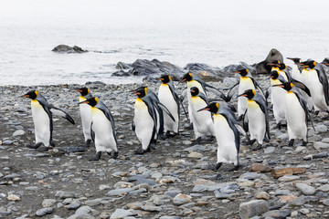 Fototapeta premium A group of king penguins runs over the pebble beach on Fortuna Bay, South Georgia, Antarctica