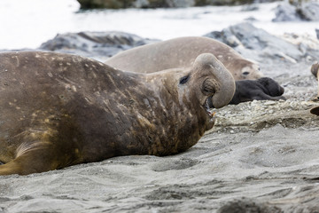 Close-up of a male Southern Elephant Seal on Fortuna Bay, South Georgia, Antarctica