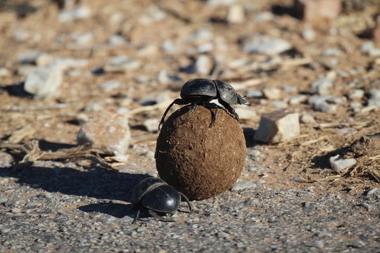 Dung Beetles on Elephant Poop