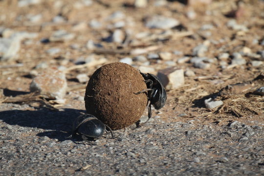 Dung Beetles on Elephant Poop