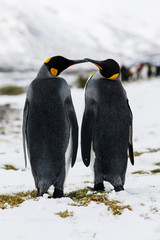 An in love King Penguin couple exchanges tenderness on Fortuna Bay, South Georgia, Antarctica