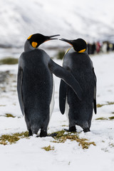 An in love King Penguin couple exchanges tenderness on Fortuna Bay, South Georgia, Antarctica - 239655359