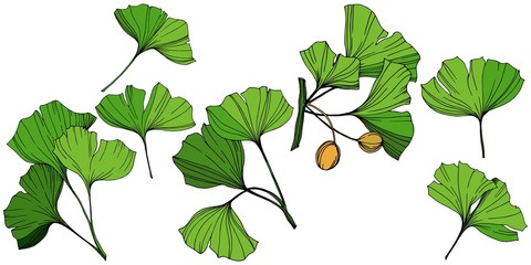 Vector Isolated ginkgo illustration element. Green leaf. Plant botanical garden floral foliage. Green engraved ink art.