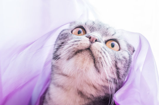 An astonished Scottish Fold cat in a purple fabric looks up with curiosity. Funny photo of a pet.