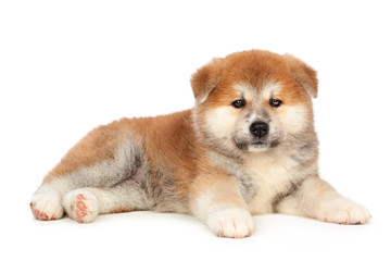 Akita Inu puppy dog on white background