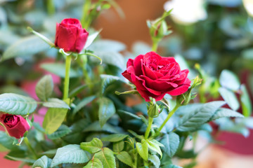 red roses in wicker basket, greeting card, natural background