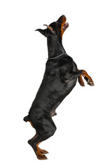 Doberman isolated on white background