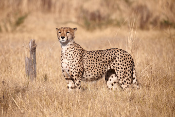 cheetah, (Acinonix jubatus)