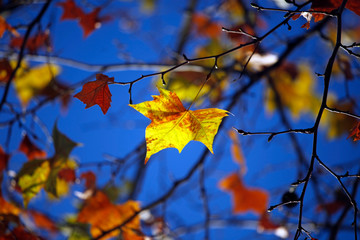 Ein leuchtendes, einzelnes gelbes Blatt hängt im Herbst an einem Zweig vor tief blauem Himmel und vor einer Gruppe bunter Blätter im Gegenlicht