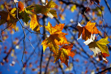 Fototapeta na wymiar Detail-Aufnahme von bunten und roten Herbst-Blätter, die im Vordergrund vor tief blauem Himmel in der Sonne leuchten und im Wind wehen