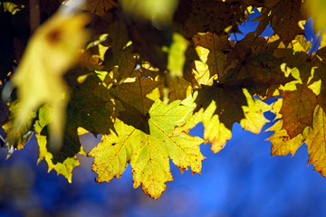 Bunte, goldene gelbe Blätter leuchten im Herbst in der Sonne vor tief blauem Himmel als Detailaufnahme