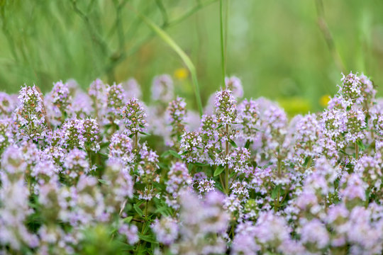 Thymus vulgaris known as Common Thyme, Garden thyme, variety with pale pink flowers - medicinal herb - selective focus
