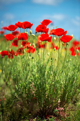 Flowers Red poppies blossom on wild field. Beautiful field red poppies with selective focus. soft light. Natural drugs. Glade of red poppies. Lonely poppy. Soft focus blur - Image
