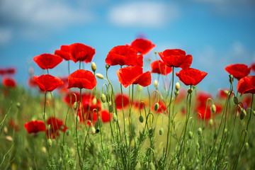 Flowers Red poppies blossom on wild field. Beautiful field red poppies with selective focus. soft light. Natural drugs. Glade of red poppies. Lonely poppy. Soft focus blur - Image