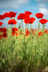 Fototapeta premium Kwiaty Czerwone maki kwitną na dzikim polu. Piękne polne czerwone maki z selektywną ostrością. miękkie światło. Leki naturalne. Polana czerwonych maków. Samotny mak. Nieostrość rozmycia. Orientacja pionowa