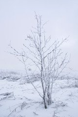 A snow covered tree on a cold, winter day in Bavaria, Germany