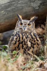 Portrait de hibou grand duc