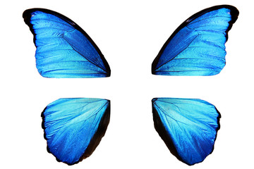 Naklejka premium naturalne niebieskie skrzydła motyla rozmontowane na cztery części