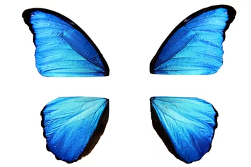 Crédence de cuisine en verre imprimé Papillon ailes de papillon bleu naturel démontées en quatre parties