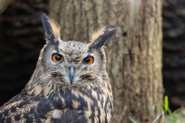 Portrait de hibou grand duc