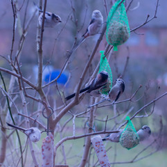 Schwanzmeisen am Meisenknödel