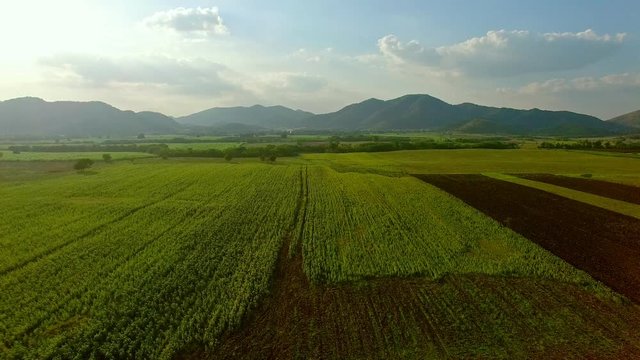 aerial view of wide agriculture field thailand