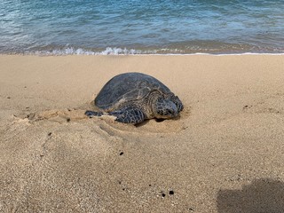 water turtle maui hawaii close up
