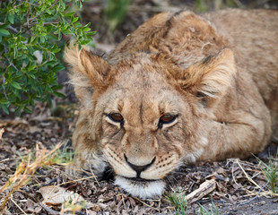 Lion cub (Panthera leo)