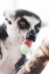 Ring tailed lemur on tree licking lollipop