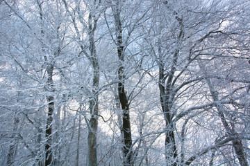 Branches of trees covered in snow on a cold, winter day in Bavaria, Germany