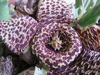 Stapelia