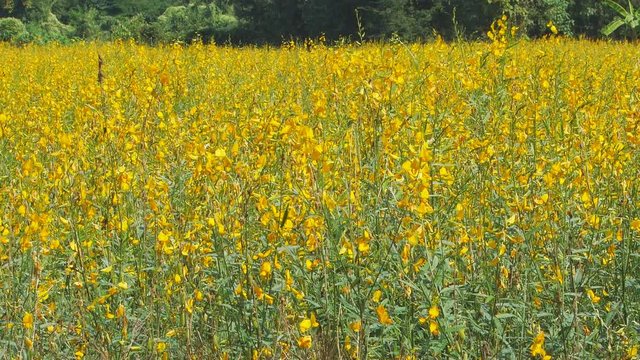 Beautiful yellow color of crotalaria juncea or sunn hemp field