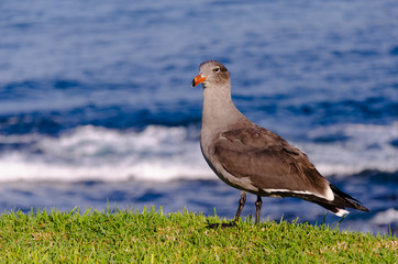 rare seagull on the grass