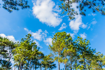 Pinus kesiya in morning at Phukradueng National Park, Loei.
