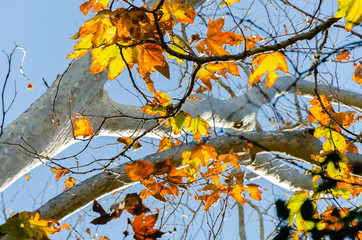 yellow autumn leaves