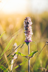 Platostoma cochinchinense (Lour.) A.J.Paton at Phukradung National Park, Loei.