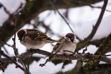 the conversation of two sparrows on a branch