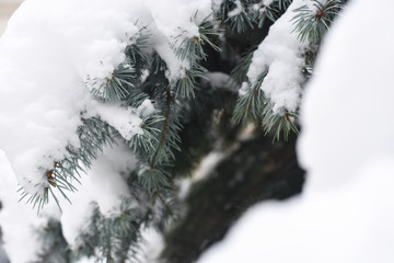 Branch of fir tree covered with snow. Concept of first snow and winter