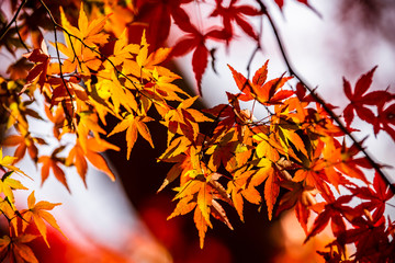 秋のもみじ　Japanese maple leaf