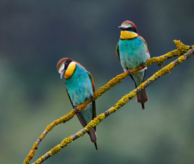 Two beautiful European bee-eaters (Merops apiaster)