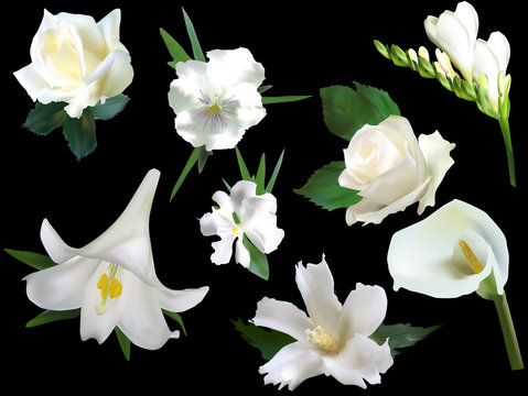 Collection Of Eight Isolated On Black White Flowers