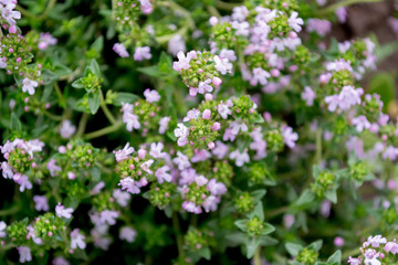Background with thyme. Bright green leaves, yellow stalks and pink, purple flowers. Thymus vulgaris