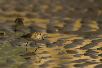 Little Stint / Calidris minuta