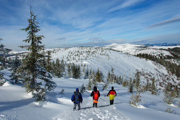 Three tourists in outdoors clothes is riding on wooden skis in beautiful snowy Carpathian mountains. Ukraine